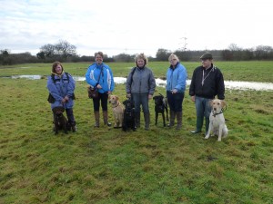 First Level 2 Assessment for 2014 . Held on 25th Jan 2014 , all 5 dogs gained Excellents with scores of 90 + and 99 the highest .